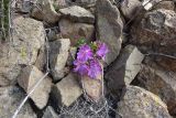 Alstroemeria paupercula