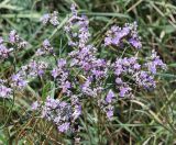 Limonium sareptanum. Соцветие с цветками и плодами. Волгоградская обл., Светлоярский р-н, окр. села Червлёное, степь. 08.08.2018.