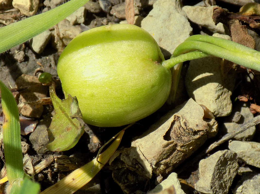 Image of Galanthus alpinus specimen.