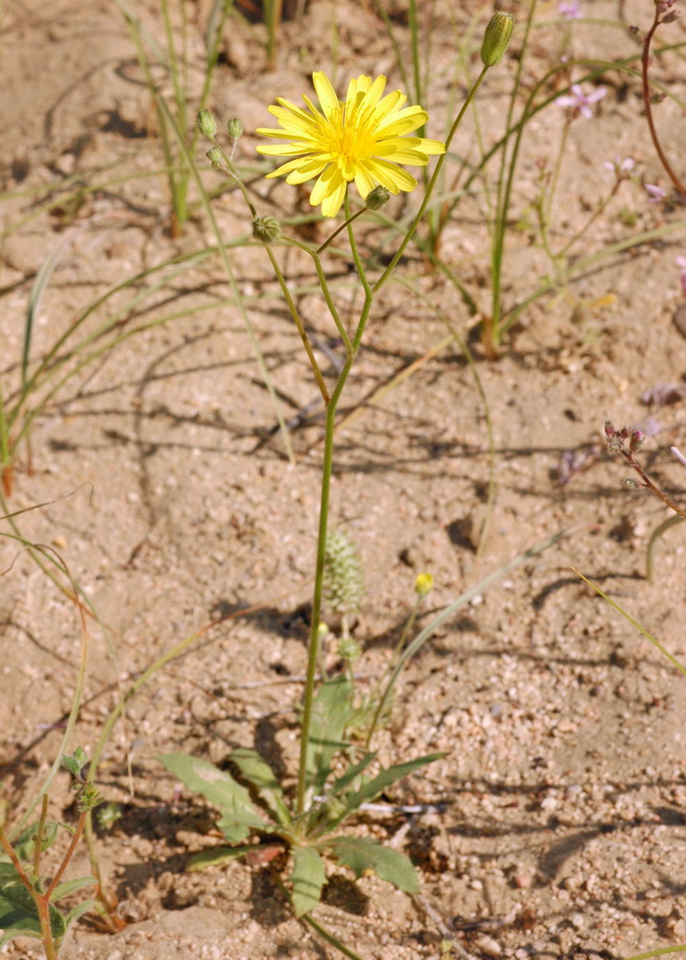 Image of Lagoseris obovata specimen.