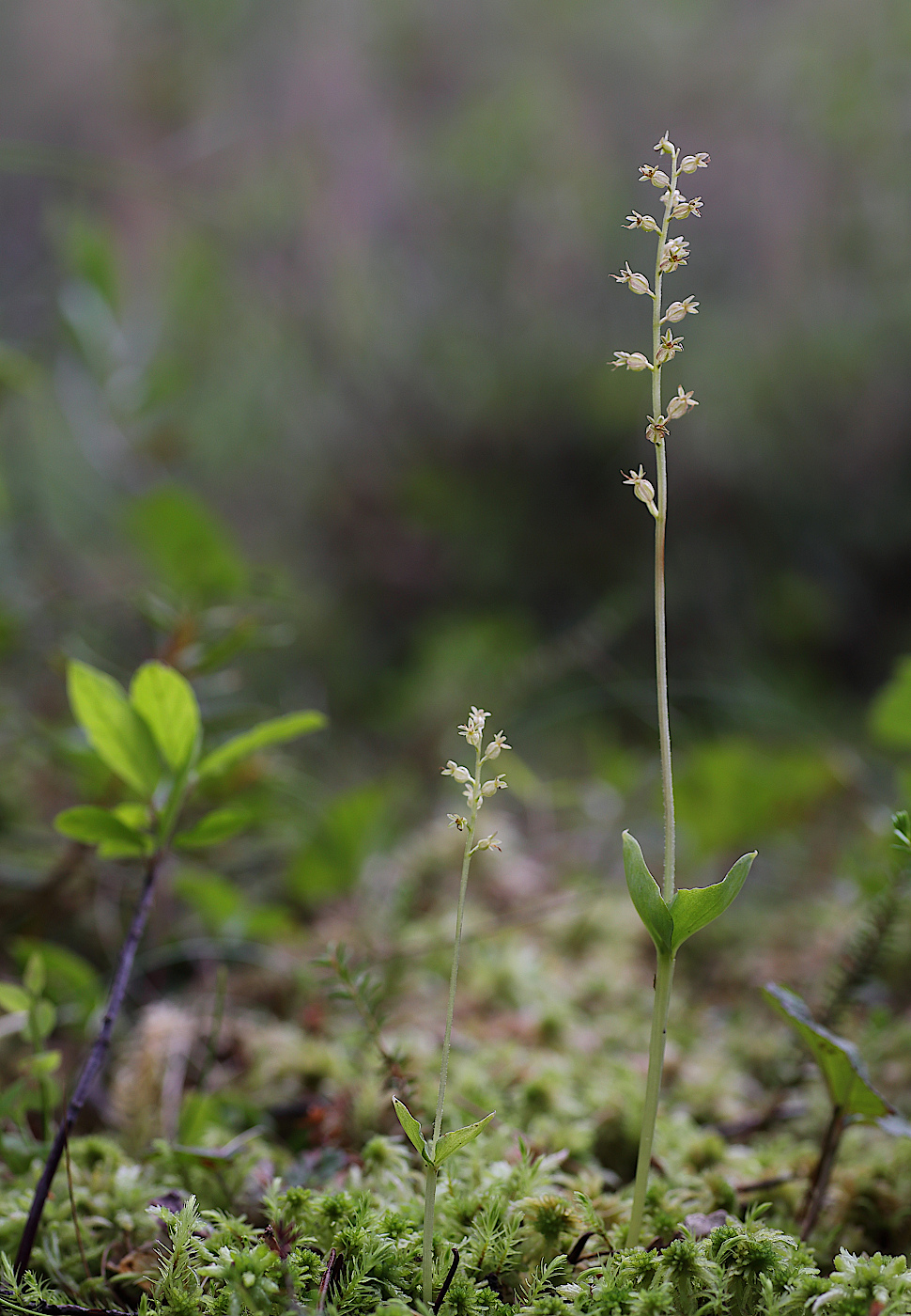 Изображение особи Listera cordata.