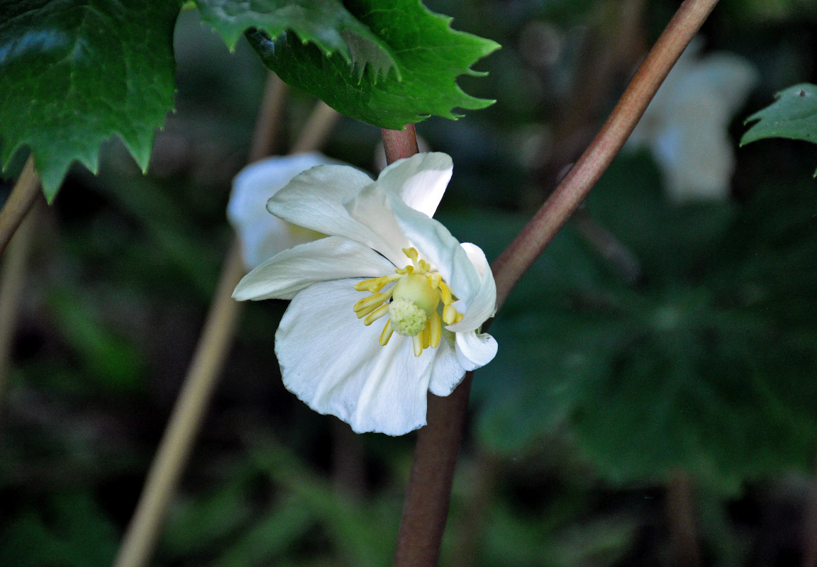 Image of Podophyllum peltatum specimen.