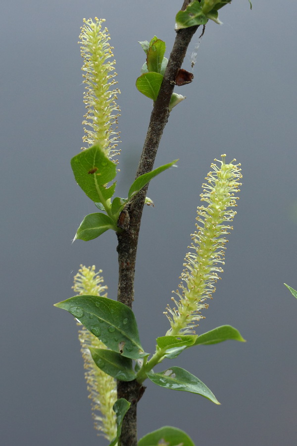 Image of Salix triandra specimen.