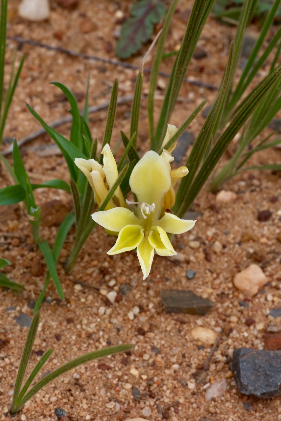 Image of Babiana vanzijliae specimen.