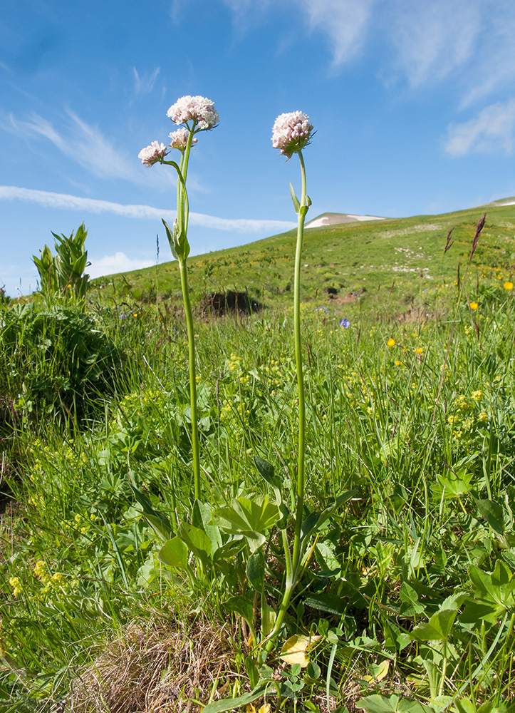 Image of Valeriana alpestris specimen.