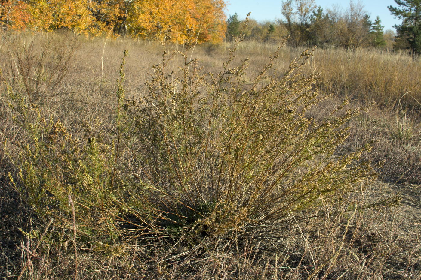 Image of Artemisia campestris specimen.