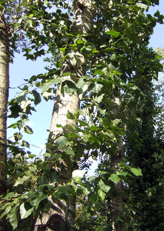 Image of genus Populus specimen.