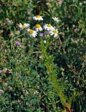 Tripleurospermum inodorum. Верхушка цветущего растения. Московская обл., окр. г. Железнодорожный, залежь. 06.07.2020.