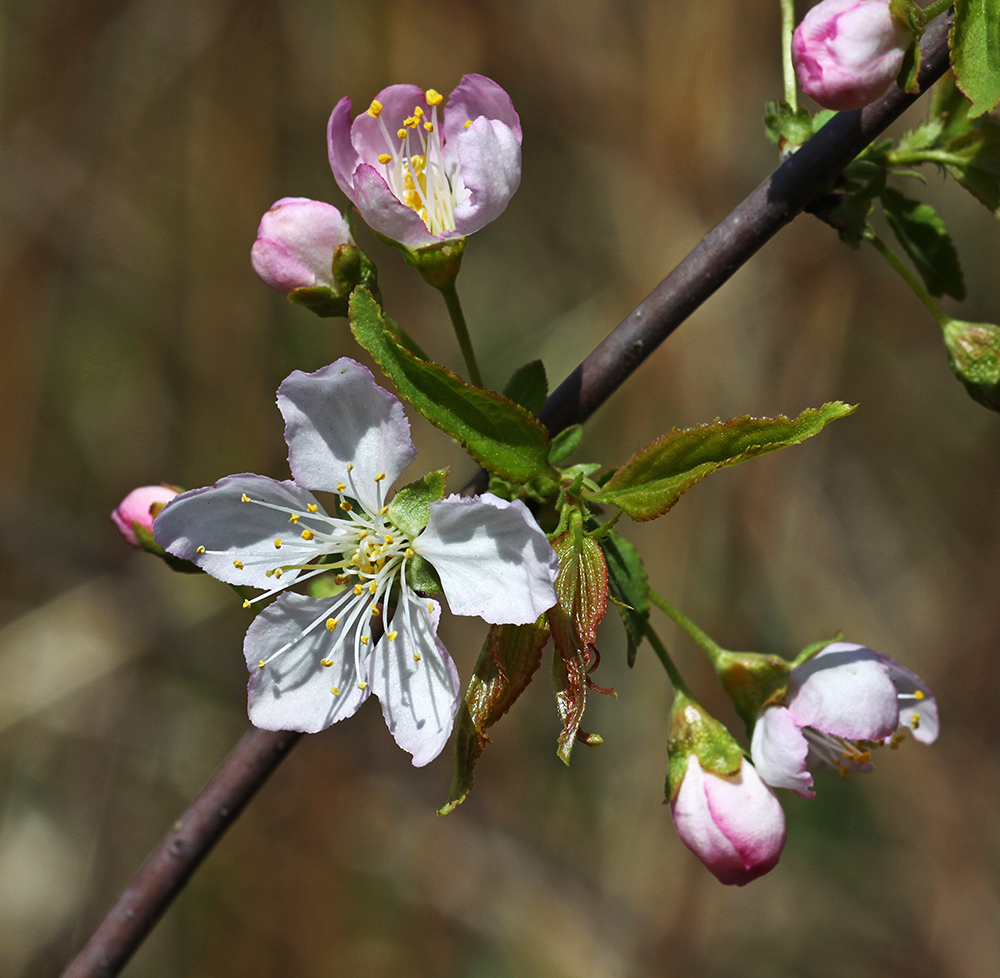 Изображение особи Cerasus glandulosa.