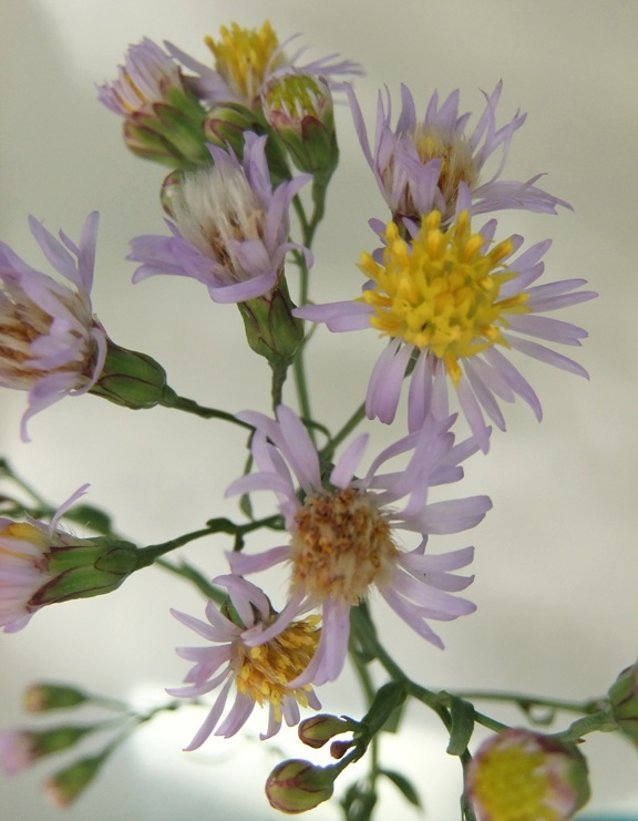 Image of Tripolium pannonicum specimen.