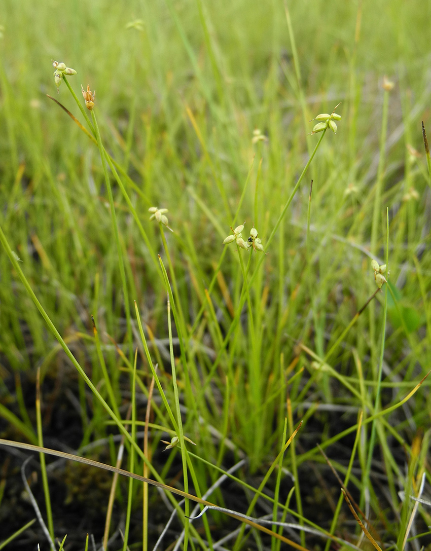 Image of Carex dahurica specimen.