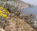 Helianthemum salicifolium. Плодоносящее растение. Крым, городской округ Феодосия, окр. пос. Орджоникидзе, мыс Киик-Атлама, каменисто-глинистый склон. 02.05.2021.