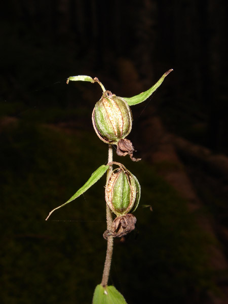 Image of Epipactis papillosa specimen.