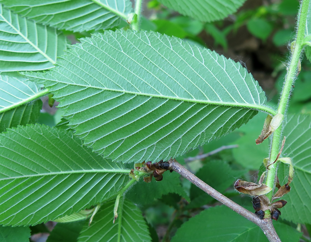 Изображение особи Ulmus macrocarpa.