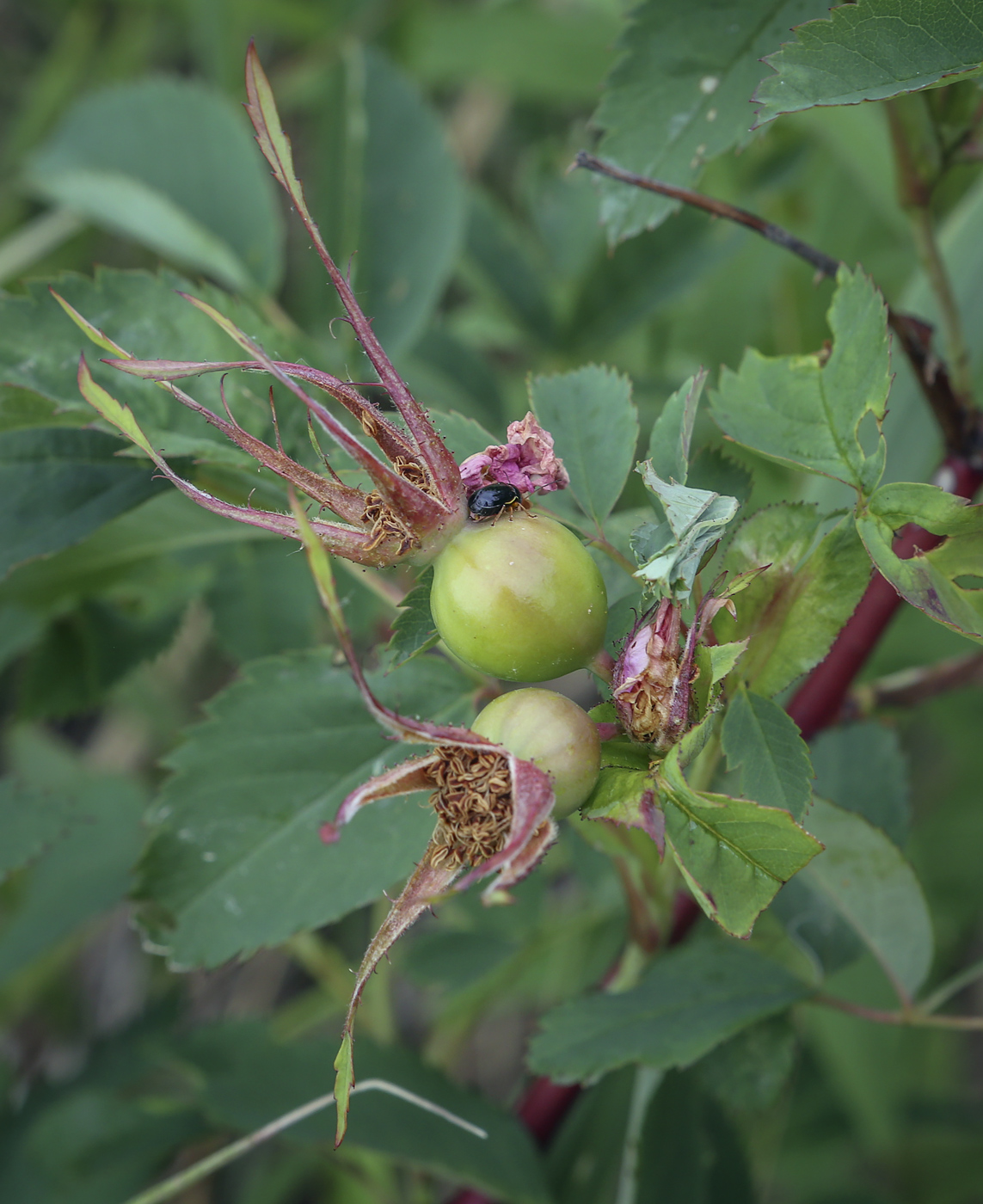 Image of genus Rosa specimen.