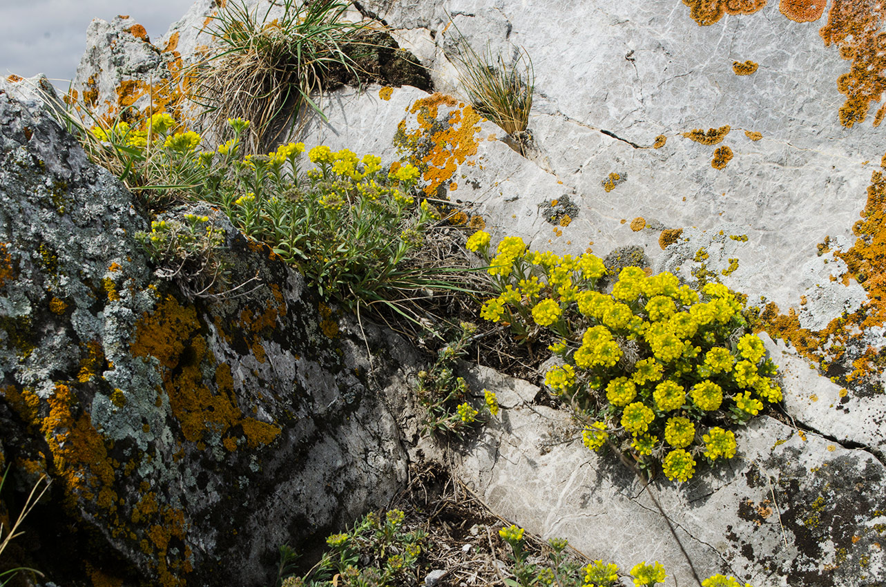 Изображение особи Alyssum lenense.