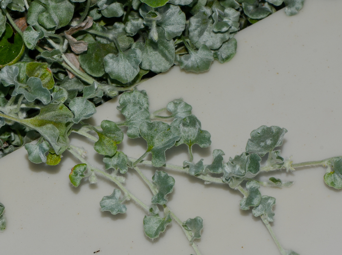 Image of Dichondra argentea specimen.