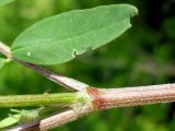 Astragalus schelichowii