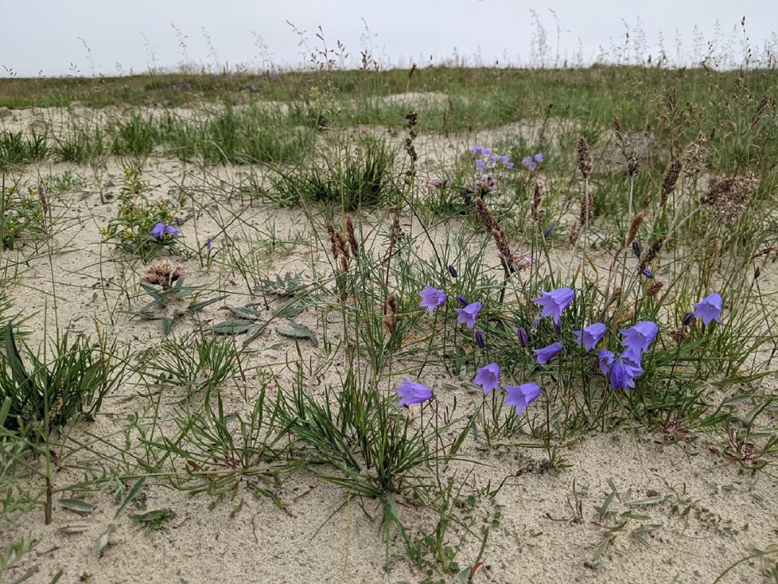 Image of Campanula rotundifolia specimen.