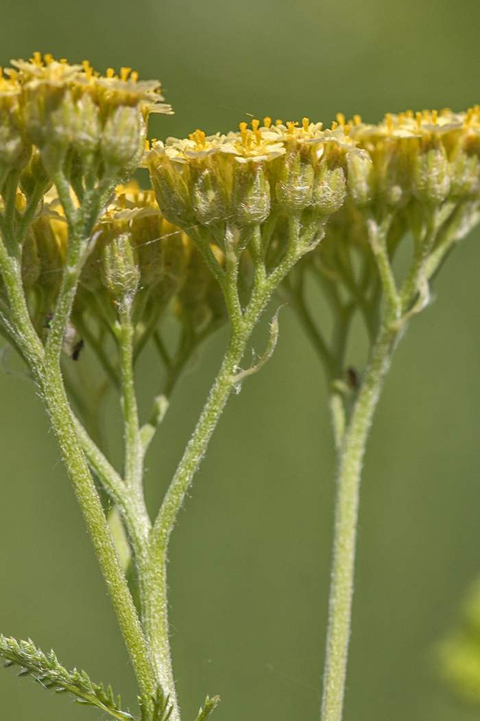 Image of genus Achillea specimen.