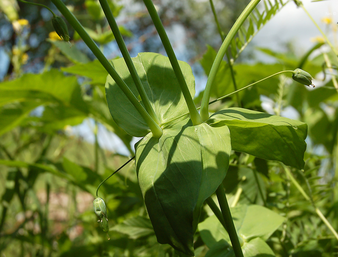 Image of Cerastium davuricum specimen.