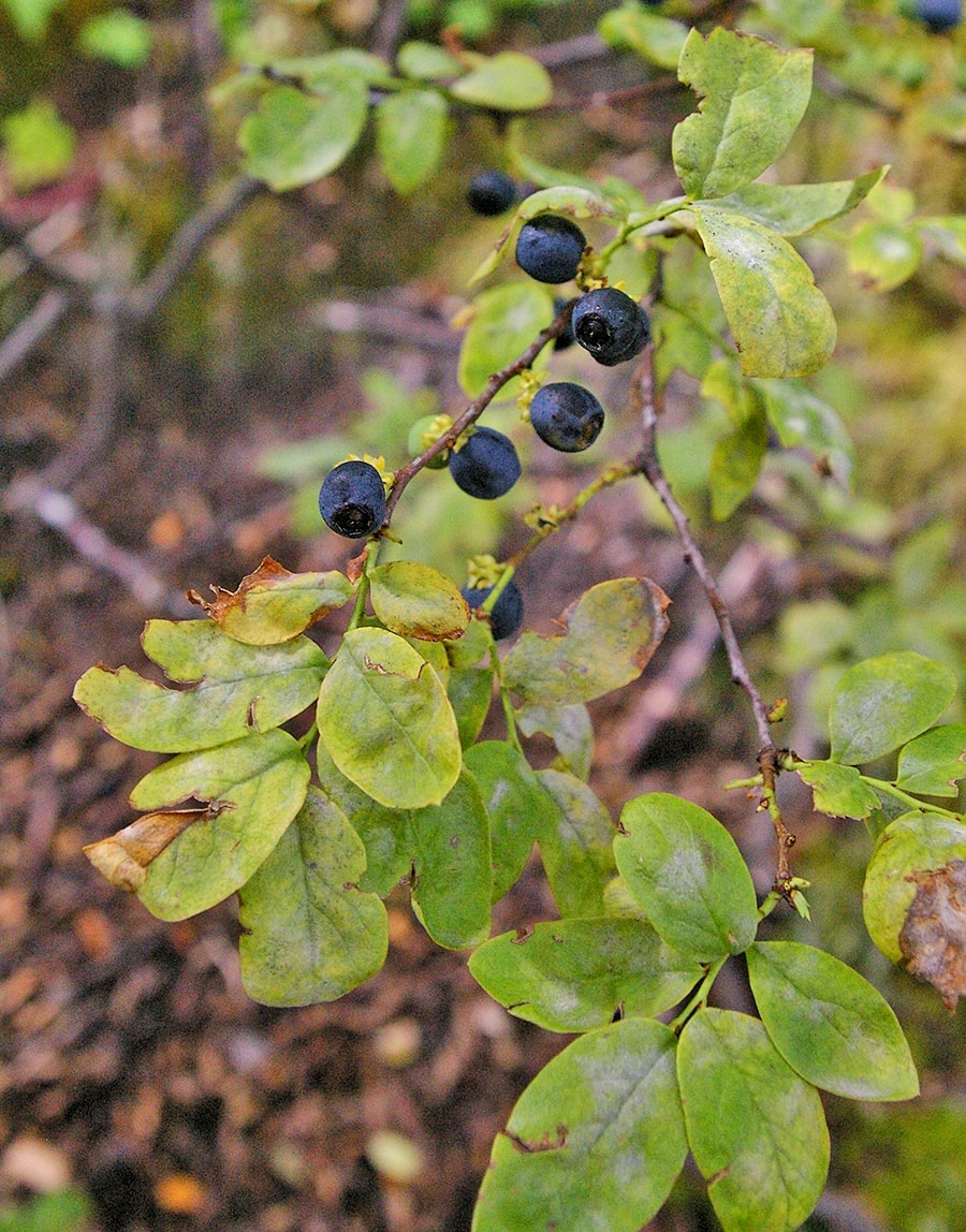 Изображение особи род Gaultheria.