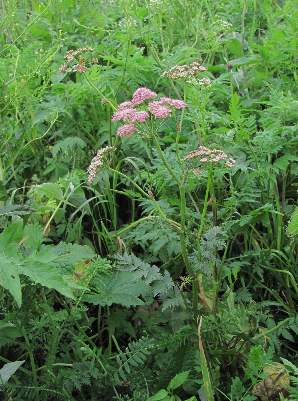 Изображение особи Pimpinella rhodantha.