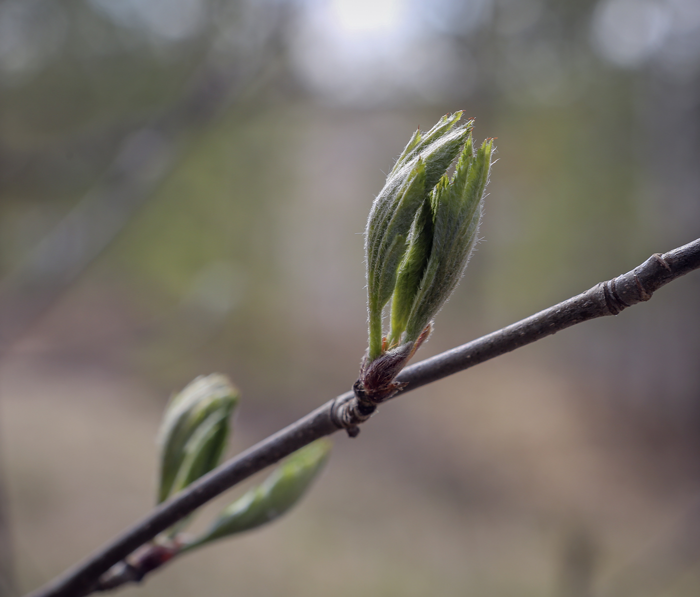 Image of Sorbus aucuparia specimen.