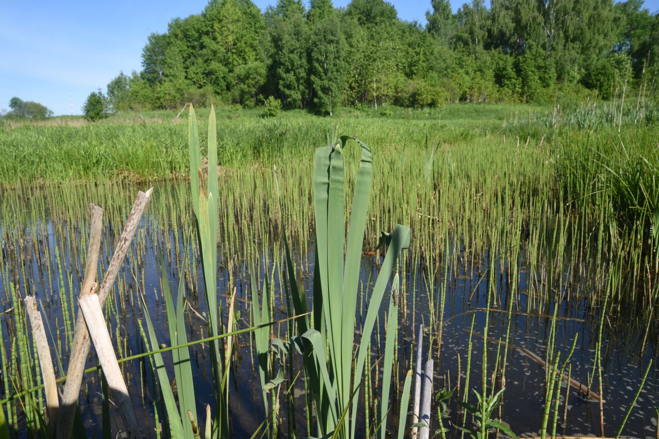 Изображение особи Typha latifolia.