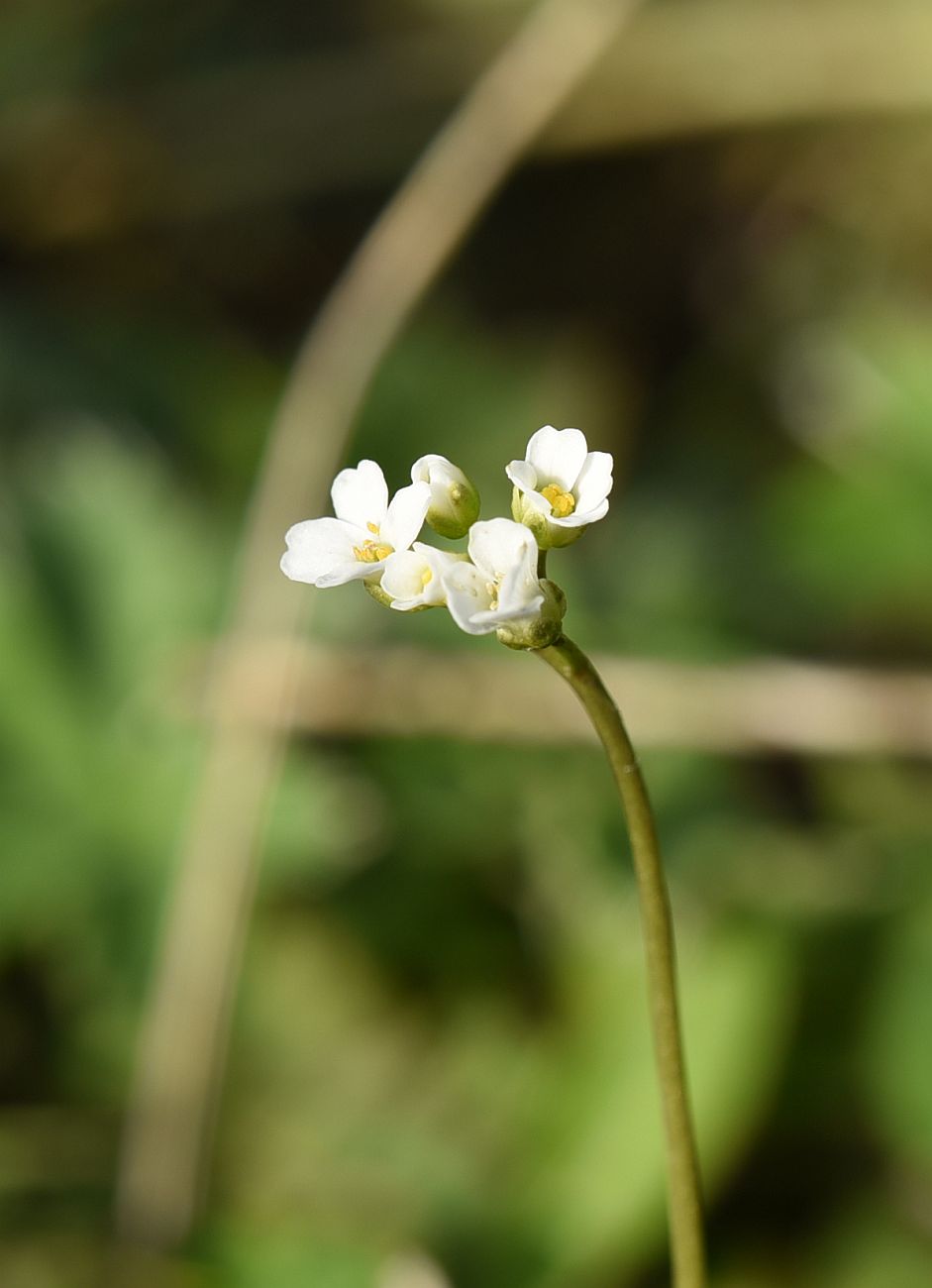 Image of Draba siliquosa specimen.