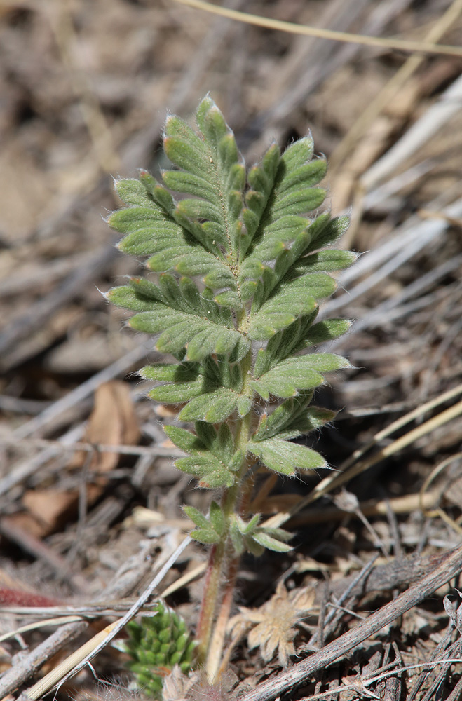 Image of Potentilla sericea specimen.