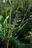Смотреть изображение Pimpinella rhodantha