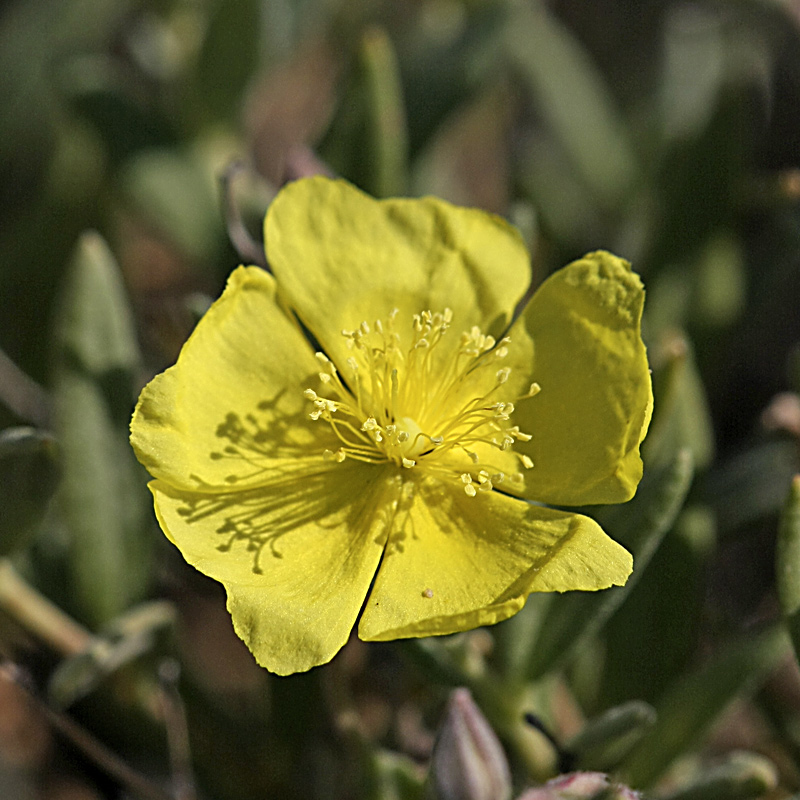 Изображение особи Helianthemum songaricum.