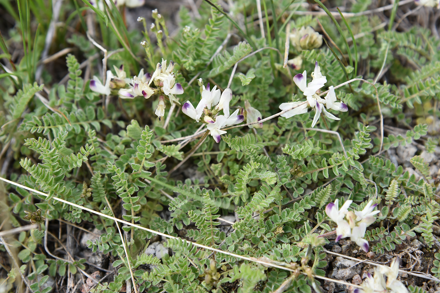 Изображение особи Astragalus alpinus.