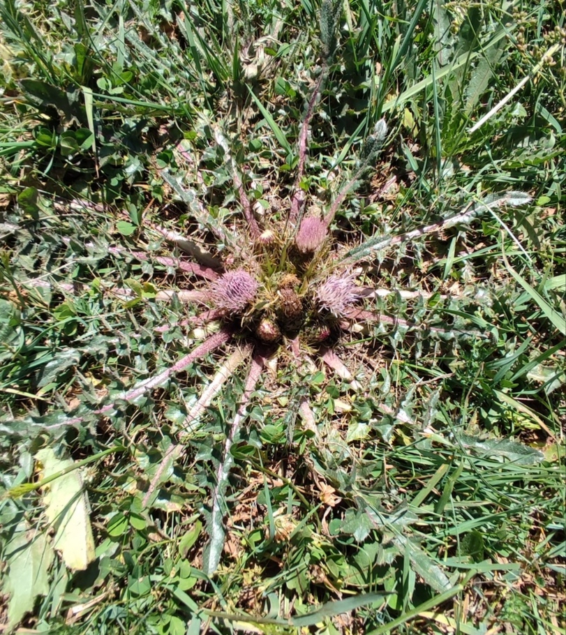 Image of Cirsium esculentum specimen.