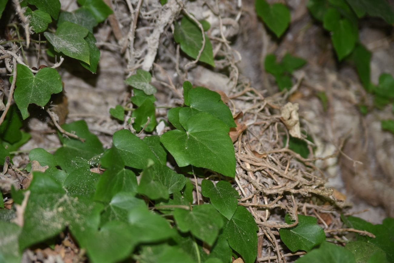 Image of Hedera colchica specimen.