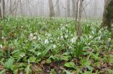 Galanthus plicatus