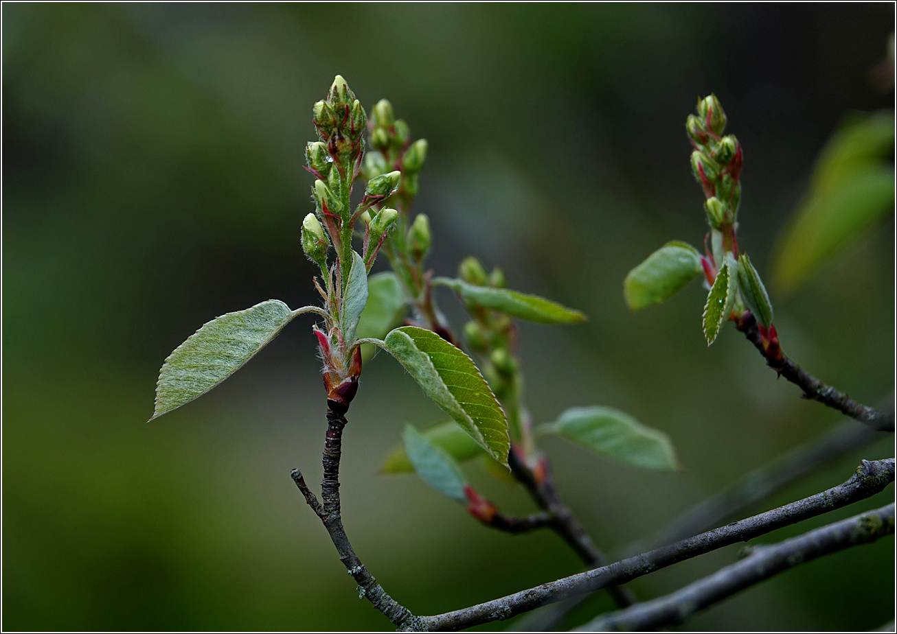 Image of Amelanchier spicata specimen.