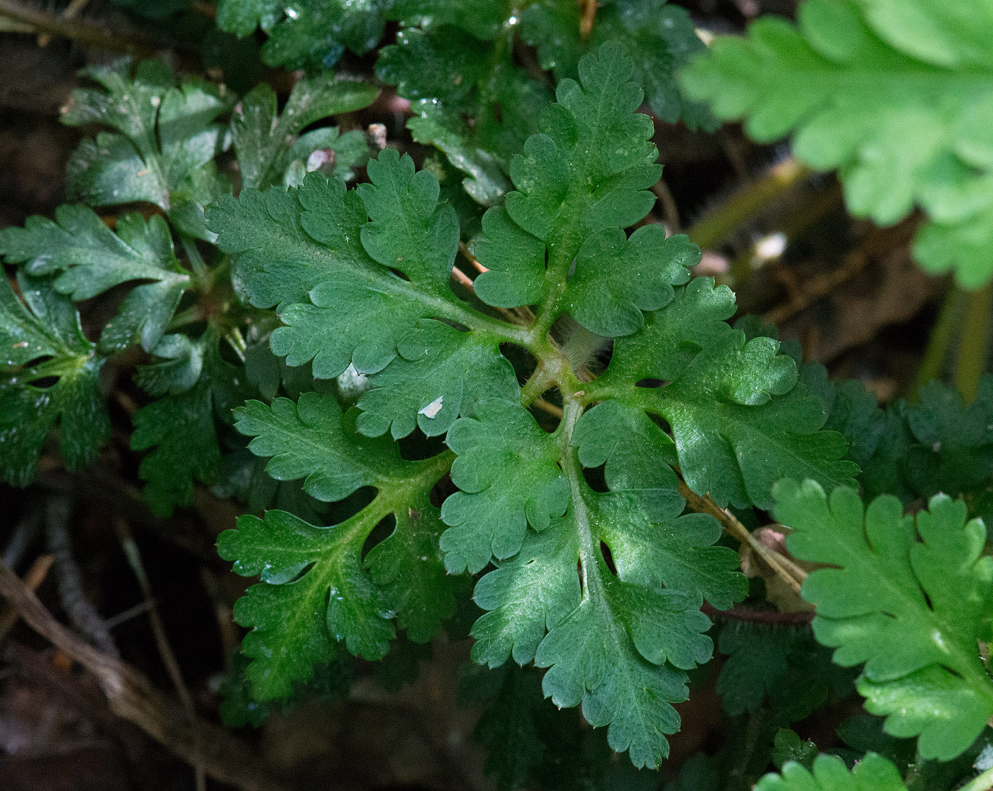 Изображение особи Geranium robertianum.