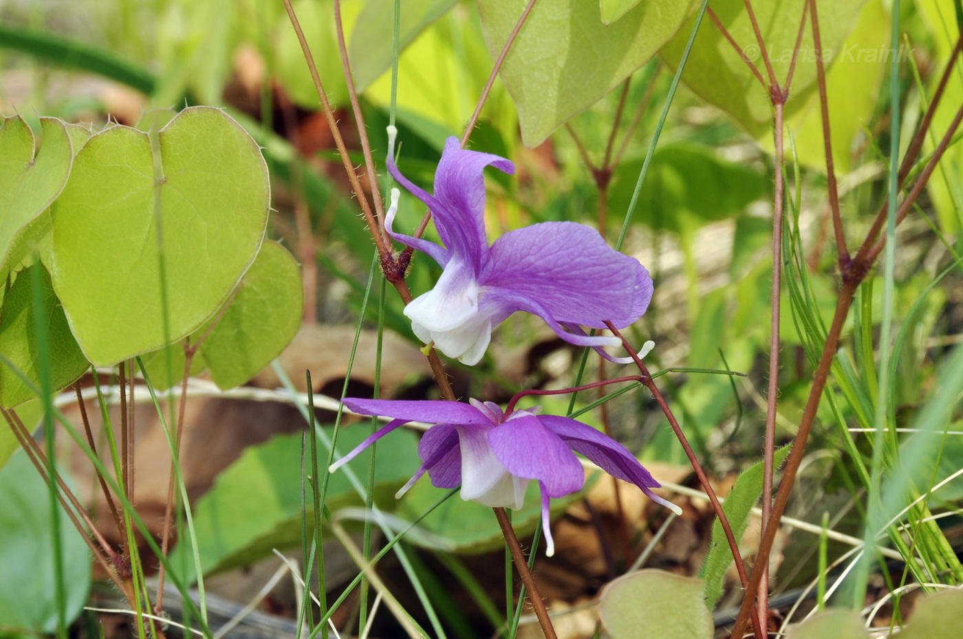 Image of Epimedium macrosepalum specimen.