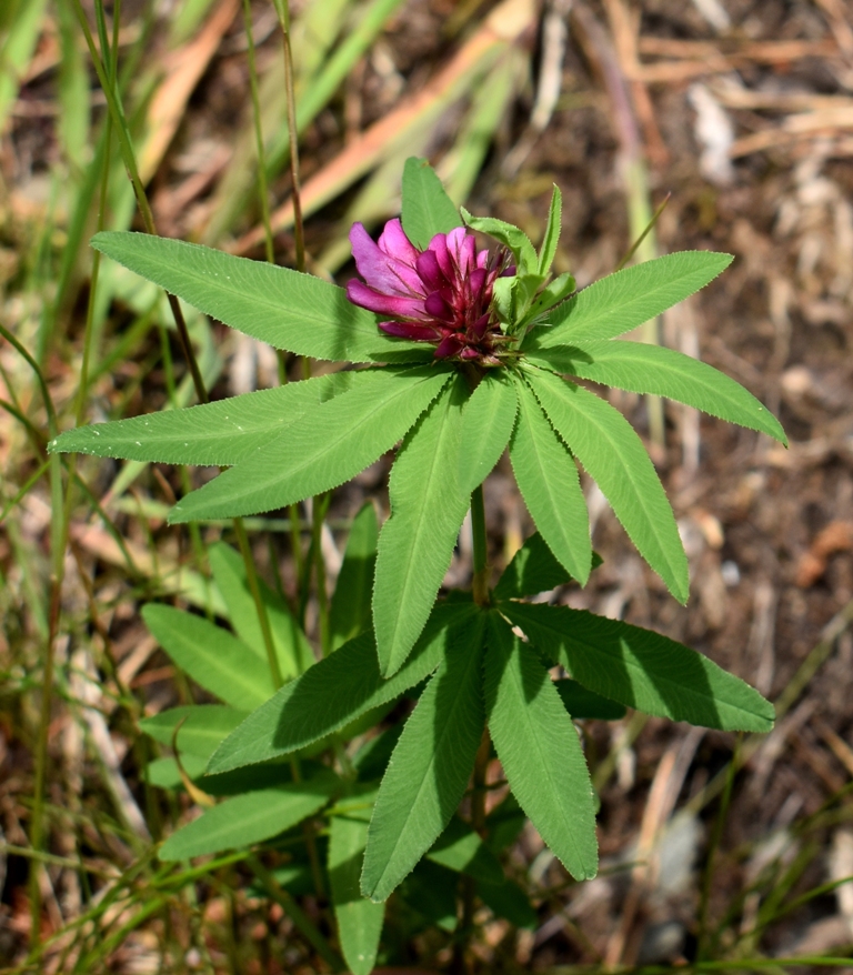 Изображение особи Trifolium lupinaster.