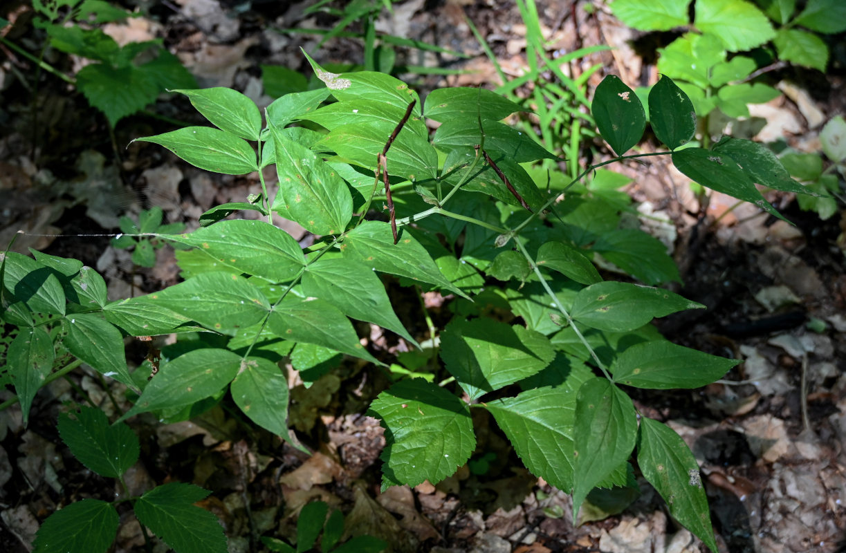 Изображение особи Lathyrus vernus.