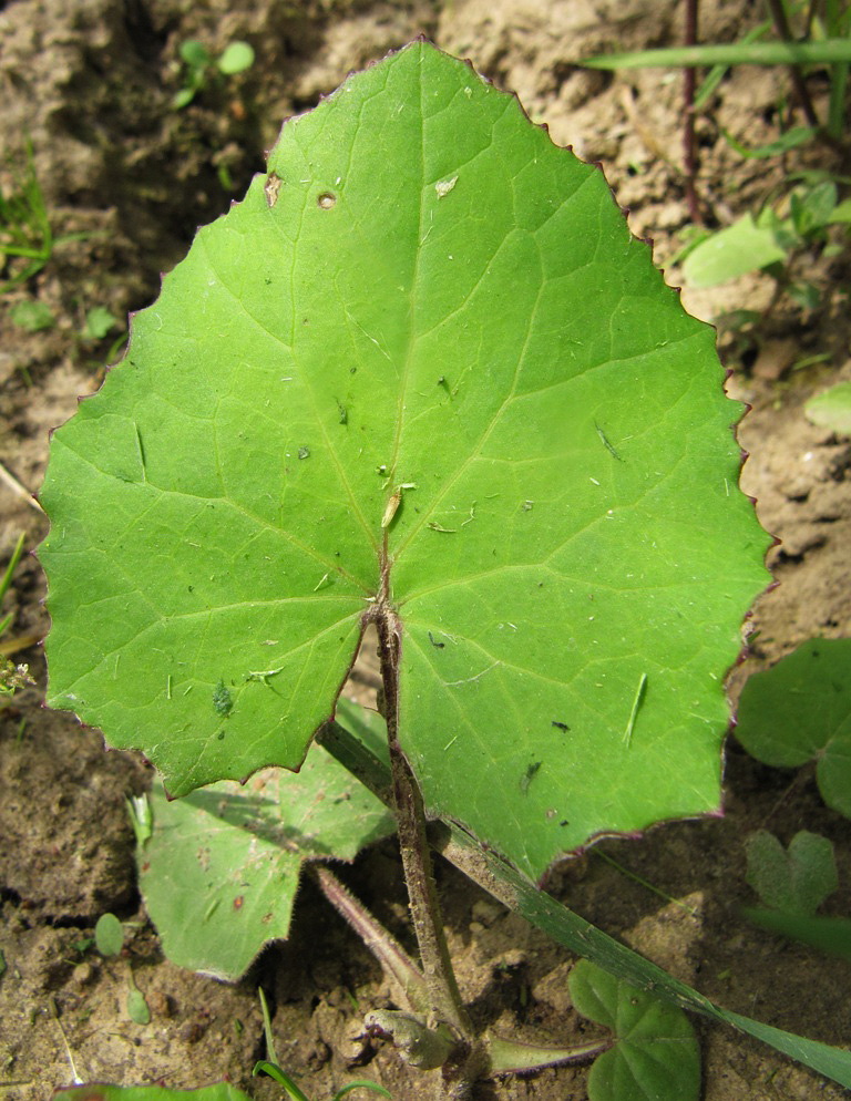 Image of Tussilago farfara specimen.