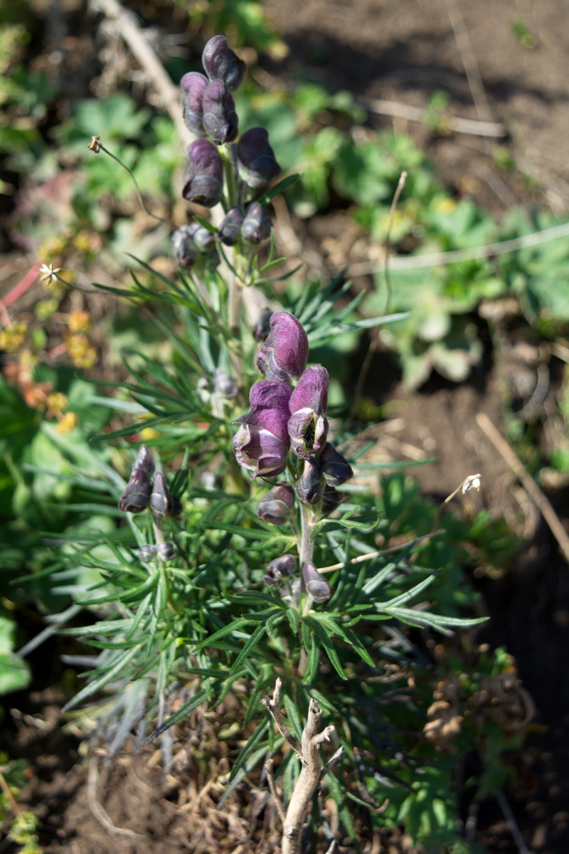 Image of genus Aconitum specimen.