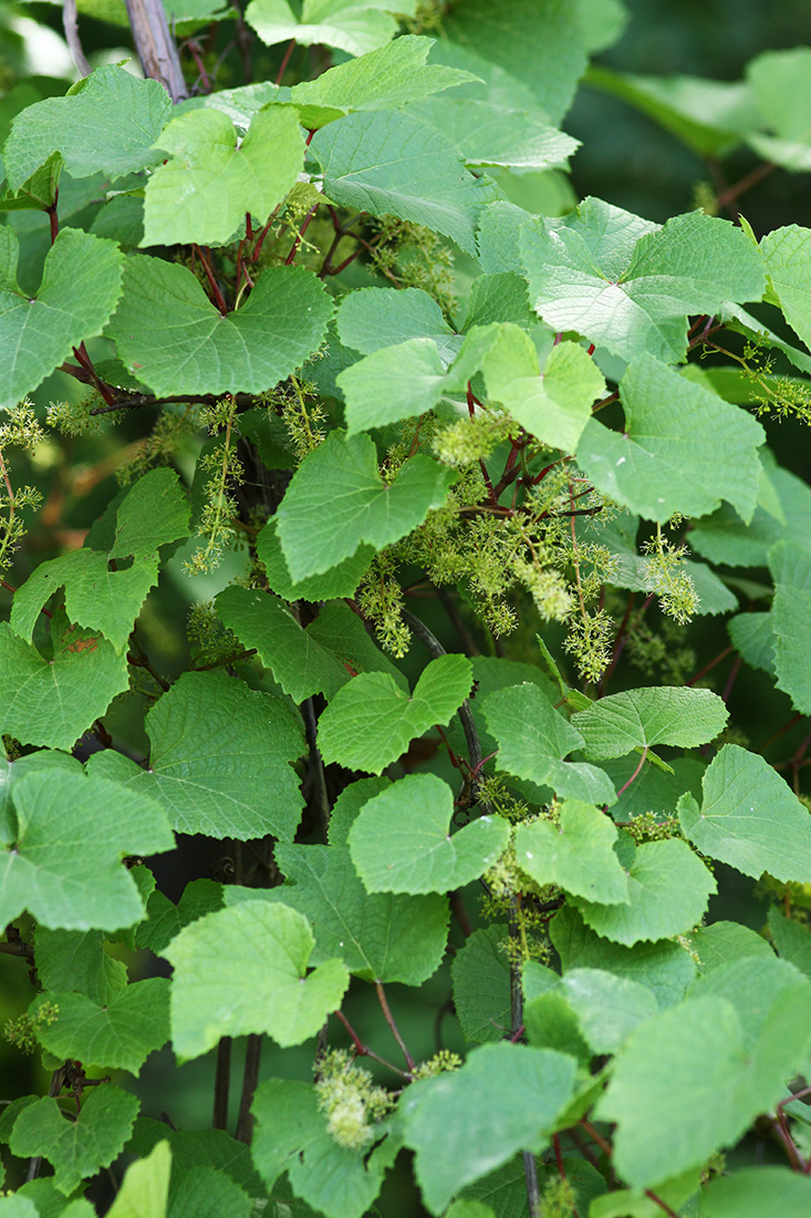 Image of Vitis amurensis specimen.