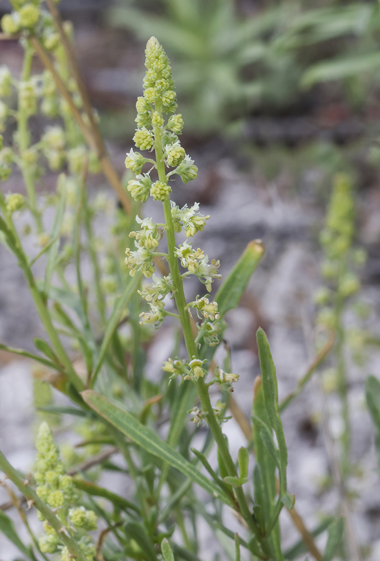 Image of Reseda lutea specimen.