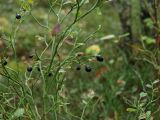 Vaccinium myrtillus. Ветви с плодами (var. epruinosa с необычным цветом ягод : даже у полностью зрелых красноватый отлив на просвет). Ленинградская обл., г. Выборг, парк \"Папула\", участок низкого соснового леса с примесью Betula pendula на гранитной горе. 08.10.2023.