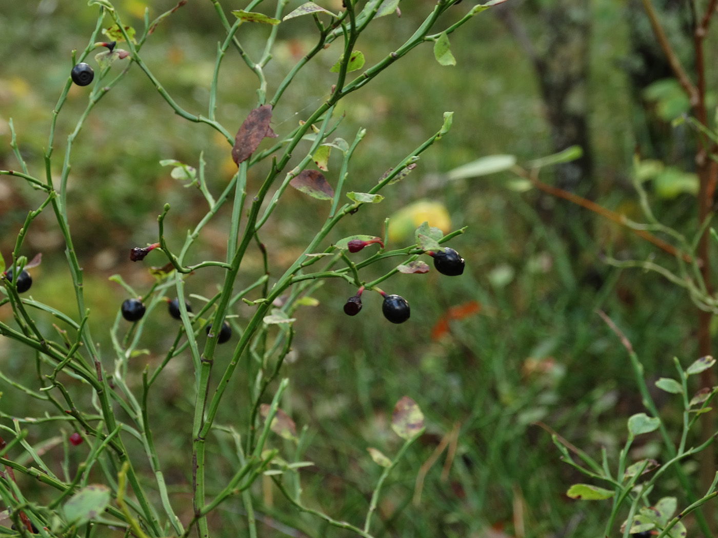 Image of Vaccinium myrtillus specimen.