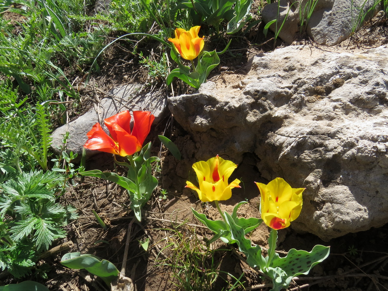 Image of Tulipa greigii specimen.