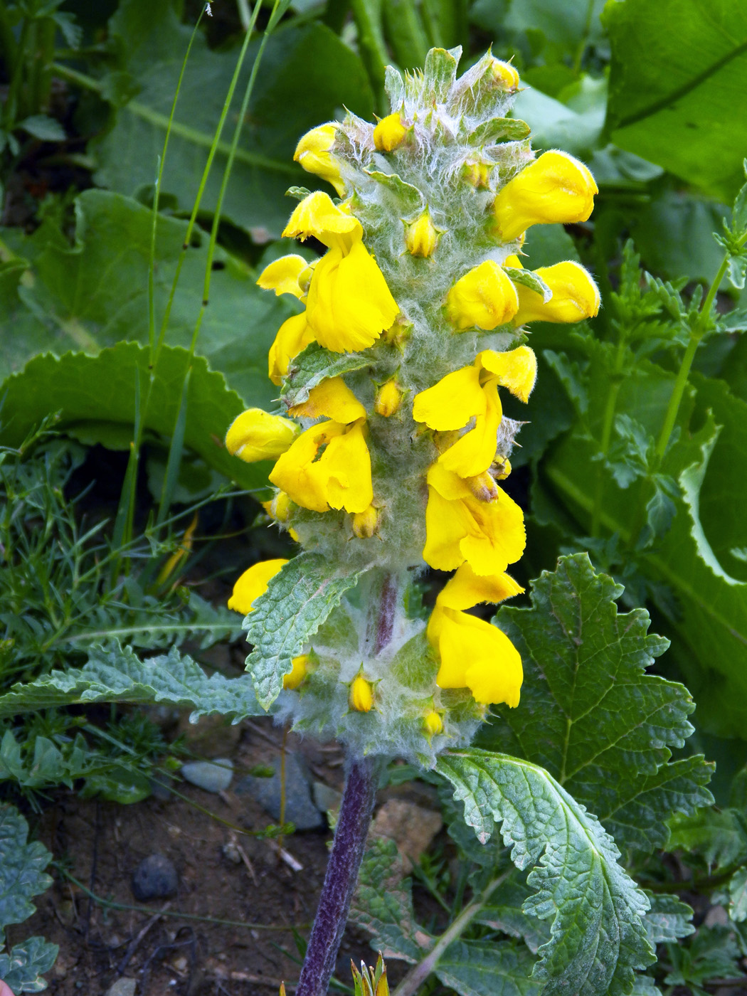 Изображение особи Phlomoides speciosa.